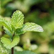 shutterstock_273008459